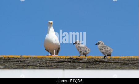 Zwei Silbermöwe Küken Schritte zaghaften unter den wachsamen Augen der Eltern über das Dach eines Hauses in Brighton Larus argentatus Stockfoto