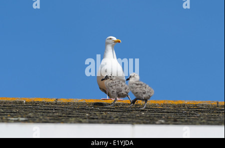 Zwei Silbermöwe Larus Argentatus Küken Schritte zaghaften unter den wachsamen Augen der Eltern über das Dach eines Hauses in Brighton Stockfoto