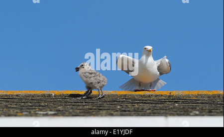 Zwei Silbermöwe Küken Schritte zaghaften unter den wachsamen Augen der Eltern über das Dach eines Hauses in Brighton Stockfoto