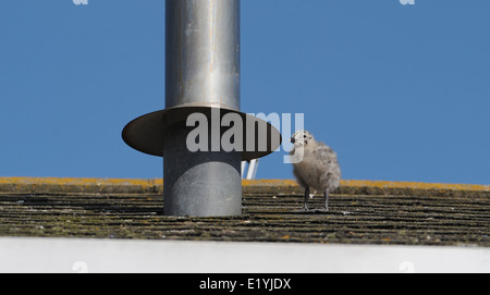 Zwei Silbermöwe Küken Schritte zaghaften unter den wachsamen Augen der Eltern über das Dach eines Hauses in Brighton Stockfoto