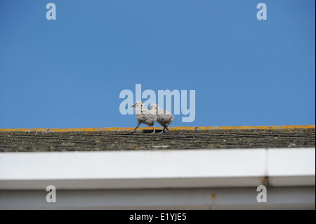 Zwei Silbermöwe Küken Schritte zaghaften unter den wachsamen Augen der Eltern über das Dach eines Hauses in Brighton Stockfoto