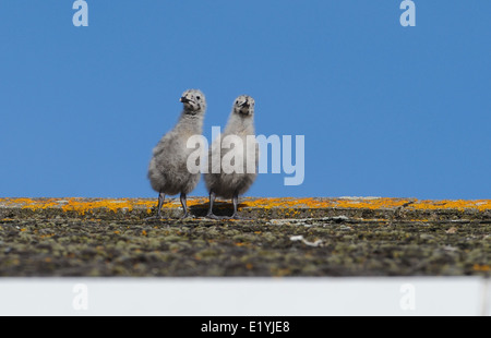 Zwei Silbermöwe Küken Schritte zaghaften unter den wachsamen Augen der Eltern über das Dach eines Hauses in Brighton Stockfoto