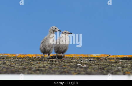 Zwei Silbermöwe Küken Schritte zaghaften unter den wachsamen Augen der Eltern über das Dach eines Hauses in Brighton Stockfoto