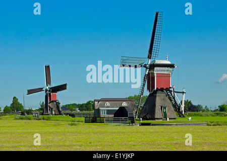 Kalkmolen und Doesmolen: zwei historische Windmühlen im grünen Herzen von Süd-Holland, Niederlande an einem sonnigen Tag im Frühling. Stockfoto