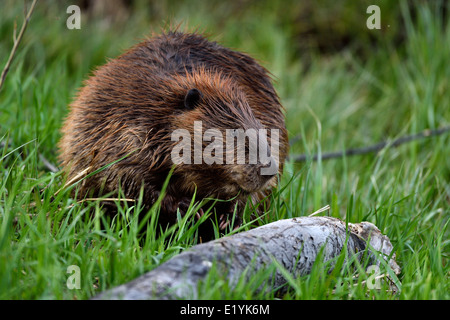 Ein Erwachsener Biber ernähren sich von den zarten grünen Grashalmen des Frühlings Stockfoto