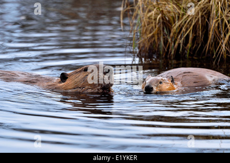 Zwei Biber schwimmen und im Wasser ihre Beaver dam Fütterung. Stockfoto