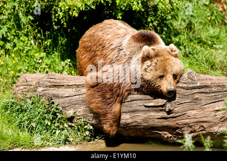 Braunbär (Ursus Arctos) Stockfoto