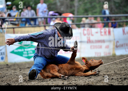 Ein Cowboy im Wettbewerb mit einer Tye nach unten Abseilen Ereignis bei einem Rodeo in Alberta, Kanada. Stockfoto