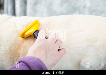 Ein Hund Pistenfahrzeug Bürsten ein Hund um die lose Unterwolle zu entfernen. Stockfoto