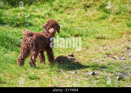 Einen jungen Zwergpudel Welpen außerhalb und von der Leine. Stockfoto