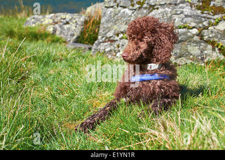 Ein junger Zwergpudel Welpe liegend außerhalb und von der Leine. Stockfoto