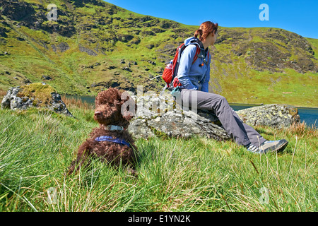 Ein junger Zwergpudel Welpe liegend außerhalb und von der Leine. Stockfoto