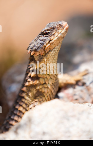 umhüllte Rieseneidechse (Cordylus Giganteus) Stockfoto