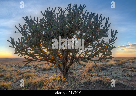 Zuckerrohr Cholla, (Cylindropuntia Imbricata), Vulkane Tag Nutzung Bereich, Petroglyph National Monument, Bernalillio co., New Mexico, USA. Stockfoto