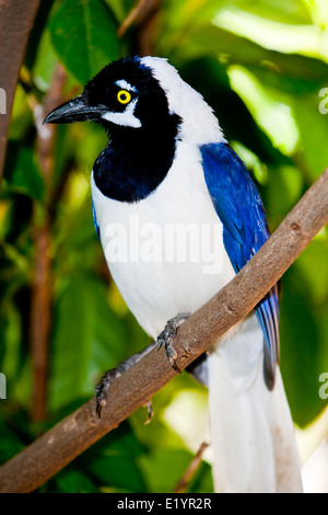 White-tailed Jay (Cyanocorax Mystacalis) Stockfoto