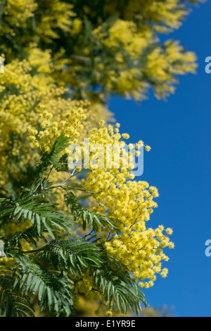 Mimosa Akazien in Blume, Monchique, Algarve, Portugal Stockfotografie