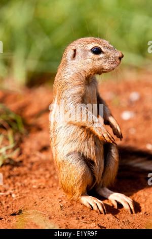 Kap-Borstenhörnchen (Xerus Inauris) Stockfoto