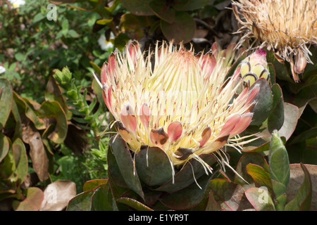 Das Protea Caffra in Tresco Gärten, Isles of Scilly, UK -1 Stockfoto