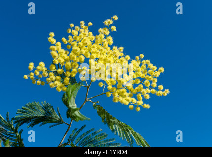 48+ Blume Mimosa Foto, Finden sie hochwertige fotos, die sie anderswo