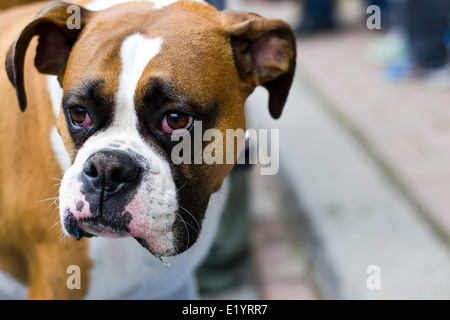 TORONTO, Kanada - 8. Juni 2013: verschiedene Hunde, die Teilnahme an Woofstock-Festival in Toronto, Kanada. Stockfoto