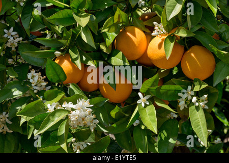 Orangen und Orangenblüten Stockfoto