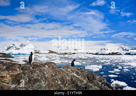 Pinguine auf den Stein Küste der Antarktis, Berge im Hintergrund Stockfoto