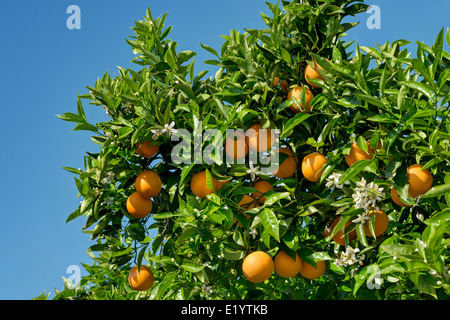 Orangen und orange Blüte am Baum Stockfoto