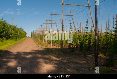 Bereich der wachsenden Hopfenreben, Kent. Stockfoto