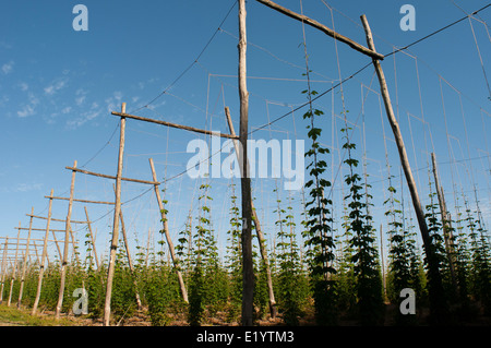 Bereich der wachsenden Hopfenreben, Kent. Stockfoto