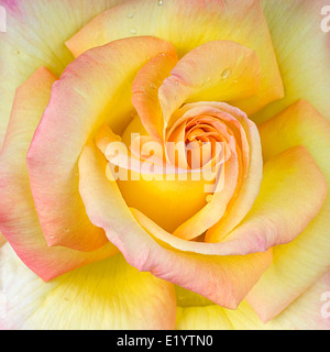 Schließen Sie herauf Bild der Schöne gelbe Rose mit Wassertropfen. Stockfoto