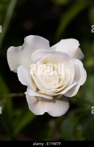 Kletterrose 'Iceberg"im Garten. Stockfoto