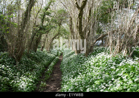 Frühling in der englischen Landschaft. Bärlauch (Allium Ursinum) wachsen neben schattigen Reitweg in ländlichen Dorset. England, United Kingdom. Stockfoto