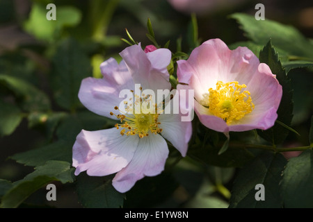 Rosa Canina. Heckenrose in Blüte. Stockfoto