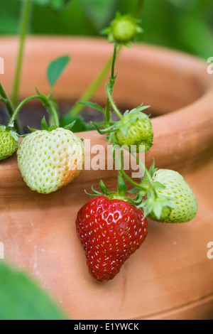 Fragaria × ananassa. Erdbeeren wachsen in einem Terrakottatopf. Stockfoto