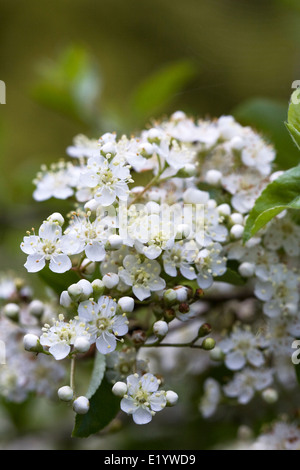 Pyracantha. Feuerdorn Blumen. Stockfoto