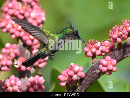 Kolibri Stockfoto