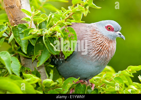 Gesprenkelte Taube (Columba Guinea) oder (afrikanischen) Felsen-Taube Stockfoto