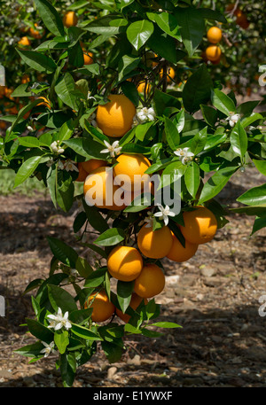 Orangen und Orangenblüten Stockfoto