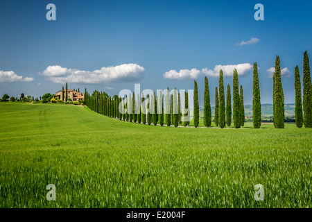 Tuscany Straße mit Zypressen Bäumen Stockfoto