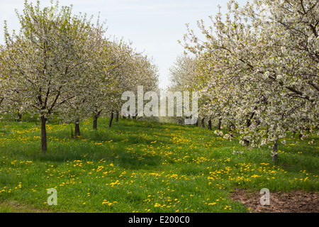 Apfelplantage in voller Blüte Stockfoto