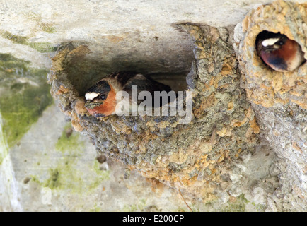 American Klippe Schwalbe Gebäude Nest Stockfoto