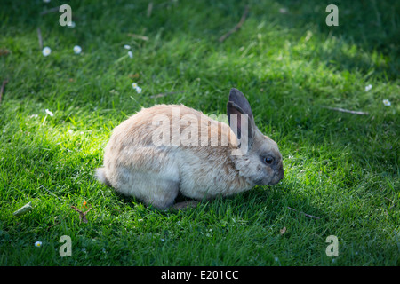 Wildkaninchen in einer Wiese. Stockfoto