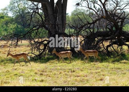 Kleine Herde von Impala-Antilopen, sie sind Ebenen Spiel für die großen Raubtiere in Afrika Stockfoto