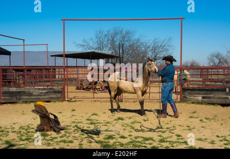 Dallas Texas Tate Ranch Cowboy Training 2-jährige Pferde auf ersten Sattel auf ihnen für das Training auf der Ranch zu brechen Stockfoto