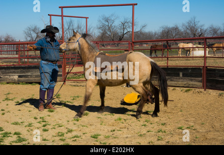 Dallas Texas Tate Ranch Cowboy Training 2-jährige Pferde auf ersten Sattel auf ihnen für das Training auf der Ranch zu brechen Stockfoto