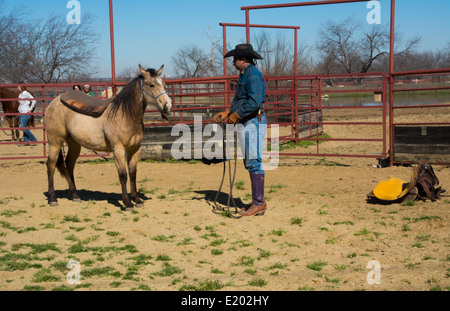 Dallas Texas Tate Ranch Cowboy Training 2-jährige Pferde auf ersten Sattel auf ihnen für das Training auf der Ranch zu brechen Stockfoto