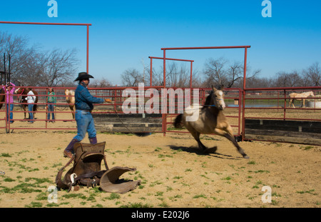 Dallas Texas Tate Ranch Cowboy Training 2-jährige Pferde auf ersten Sattel auf ihnen für das Training auf der Ranch zu brechen Stockfoto