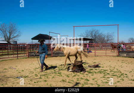 Dallas Texas Tate Ranch Cowboy Training 2-jährige Pferde auf ersten Sattel auf ihnen für das Training auf der Ranch zu brechen Stockfoto