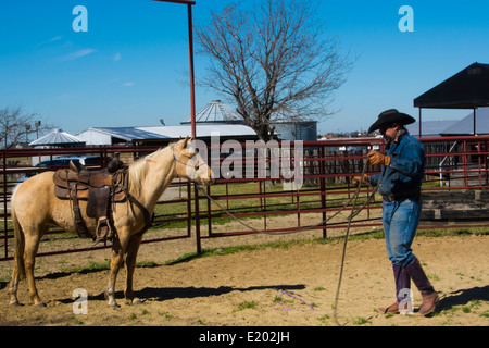 Dallas Texas Tate Ranch Cowboy Training 2-jährige Pferde auf ersten Sattel auf ihnen für das Training auf der Ranch zu brechen Stockfoto