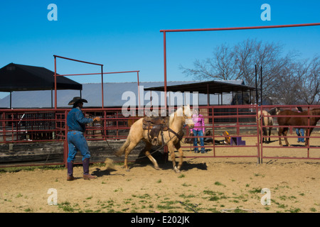 Dallas Texas Tate Ranch Cowboy Training 2-jährige Pferde auf ersten Sattel auf ihnen für das Training auf der Ranch zu brechen Stockfoto